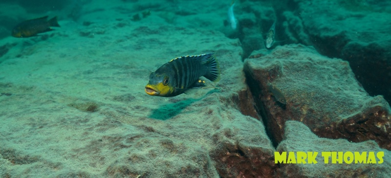Petrotilapia genalutea 'Makokola'